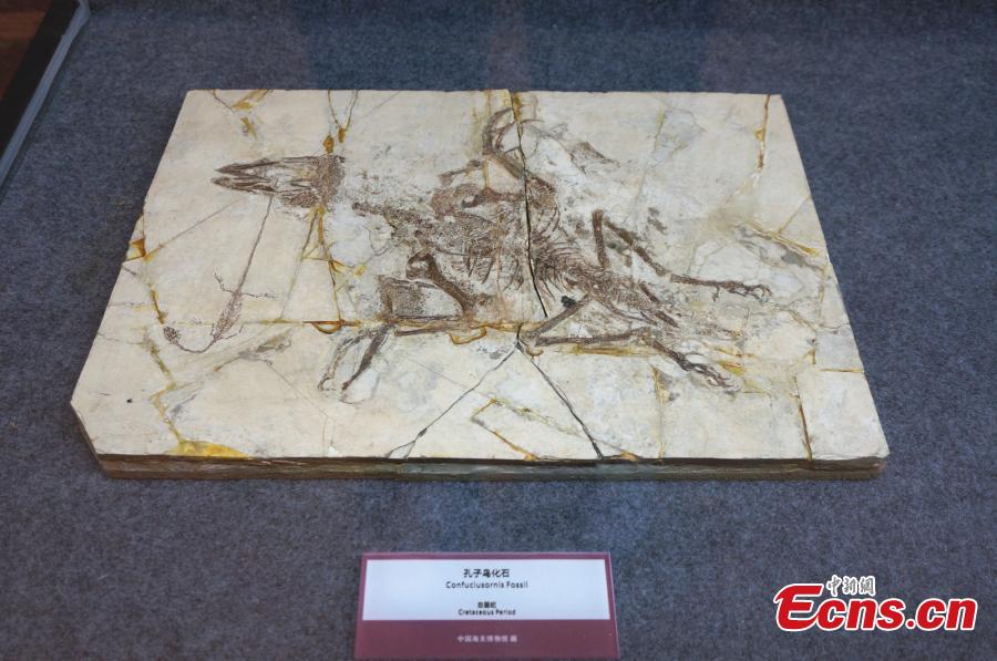 A collection of fossils returned from overseas has been displayed at a hotel in the city of Zhengzhou, capital of central China\'s Henan Province, on Monday. The nine exhibits include fossils of Beibeilong sinensis, Gansu tortoise, confuciusornis, a smilodon skull, and manchurochelys, with huge value to scientific research according to fossil experts.The Beibeilong sinensis fossil, a kind of dinosaur egg excavated in Henan in 1993, attracted the most attention among visitors. Measuring 118 cm long, it dates back at least 86 million years and was overseas for more than 20 years. In 2013, the fossil was returned to China and displayed in the Henan Geological Museum.(Photo: China News Service/ Han Zhangyun)