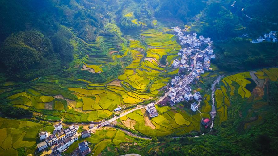 Aerial view of the rice fields in Huangling village in Wuyuan county, East China\'s Jiangxi Province, Sept. 15, 2018. (Photo/chinadaily.com.cn)