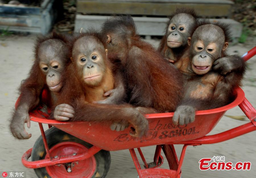 A handler at the International Animal Rescue center in Ketapang, Indonesia use the barrows to take baby orangutans from their sleeping quarters to “school” each morning, where they learn skills to help them survive in the wild. (Photo/IC)