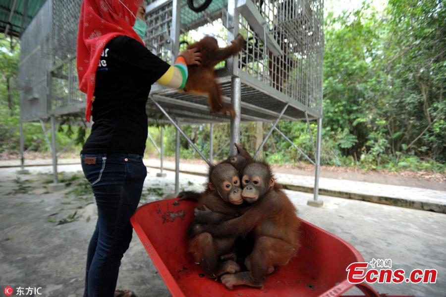 A handler at the International Animal Rescue center in Ketapang, Indonesia use the barrows to take baby orangutans from their sleeping quarters to “school” each morning, where they learn skills to help them survive in the wild. (Photo/IC)
