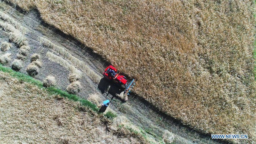 Aerial photo shows farmers reaping highland barley in Lhaze County of Xigaze, southwest China\'s Tibet Autonomous Region, Sept. 13, 2018. The highland barley in Tibet is entering harvest season. (Xinhua/Purbu Zhaxi)