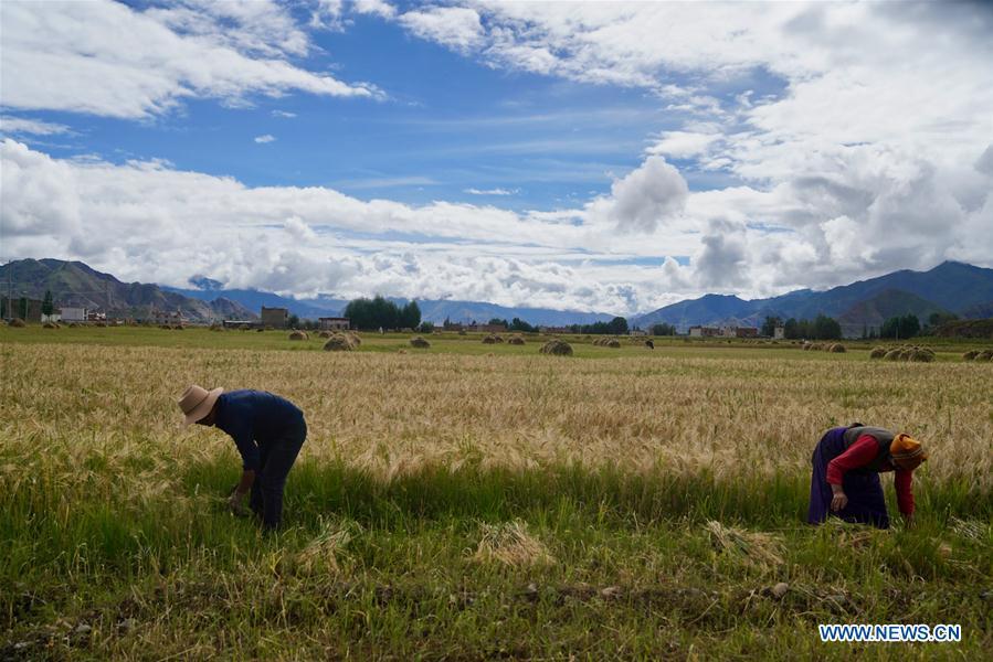 Farmers reap highland barley in Lhunzhub County of Lhasa, southwest China\'s Tibet Autonomous Region, Sept. 3, 2018. The highland barley in Tibet is entering harvest season. (Xinhua/Purbu Zhaxi)
