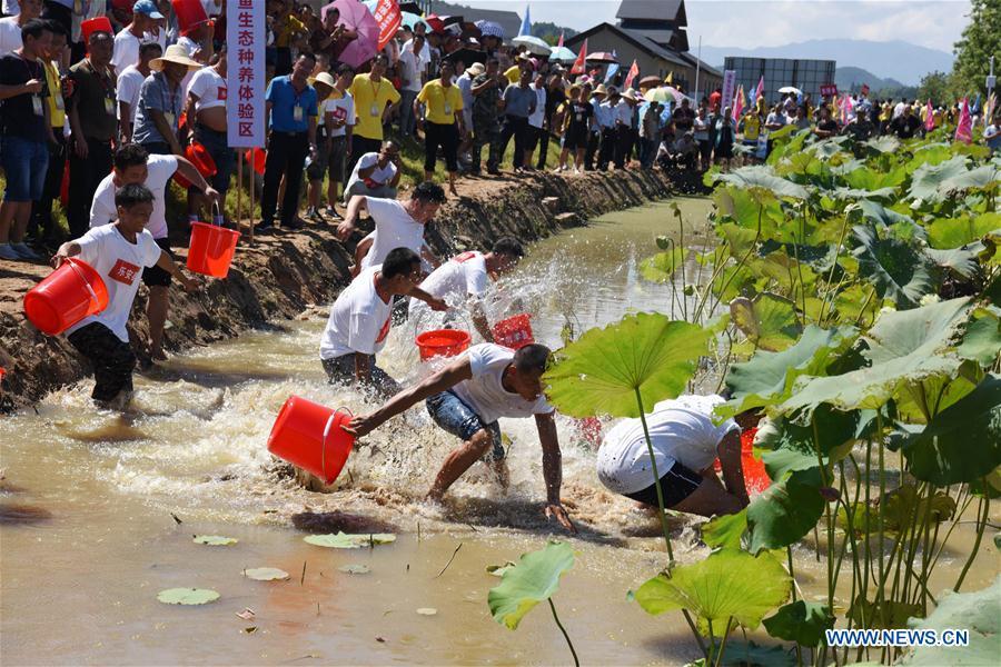 Farmers compete with each other to catch fish with bare hands in Nanfeng County, east China\'s Jiangxi Province, Sept. 19, 2018. Activities to celebrate China\'s first Farmers\' Harvest Festival were held at Modern Agricultural Demonstration Garden in Nanfeng County. (Xinhua/Song Zhenping)