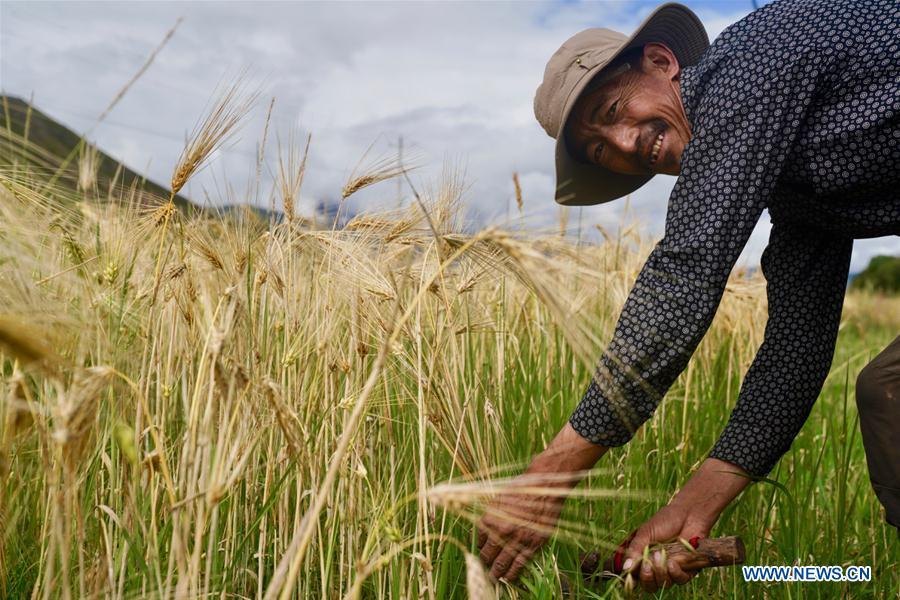 A farmer reaps highland barley in Lhunzhub County of Lhasa, southwest China\'s Tibet Autonomous Region, Sept. 3, 2018. The highland barley in Tibet is entering harvest season. (Xinhua/Purbu Zhaxi)