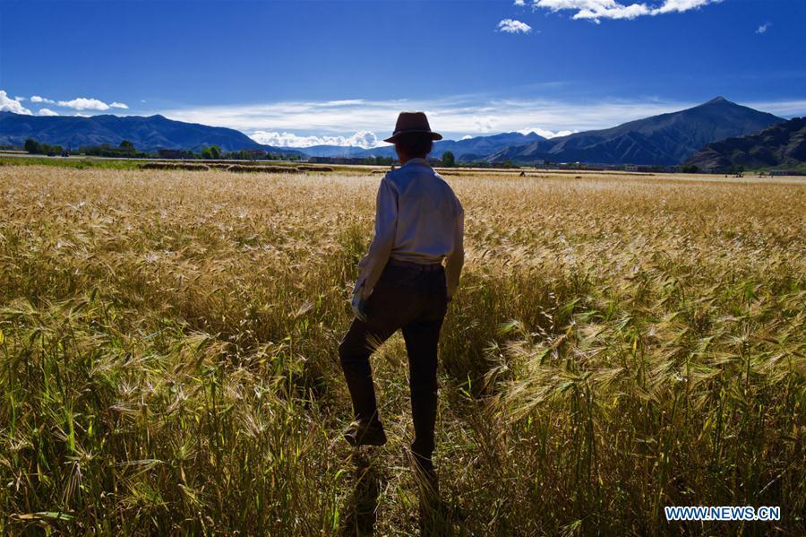 A farmer inspects highland barley in Lhaze County of Xigaze, southwest China\'s Tibet Autonomous Region, Sept. 13, 2018. The highland barley in Tibet is entering harvest season. (Xinhua/Purbu Zhaxi)