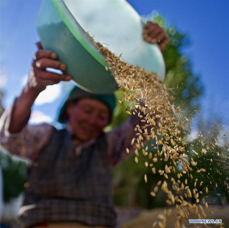 A farmer harvests highland barley in Caina Township in Quxu County of Lhasa, southwest China\'s Tibet Autonomous Region, Sept. 16, 2018. The highland barley in Tibet is entering harvest season. (Xinhua/Purbu Zhaxi)