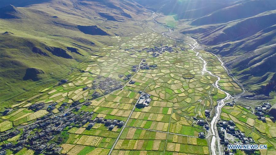 Aerial photo shows highland barley fields in Nagarze Town in Nagarze County of Shannan, southwest China\'s Tibet Autonomous Region, Sept. 13, 2018. The highland barley in Tibet is entering harvest season. (Xinhua/Purbu Zhaxi)