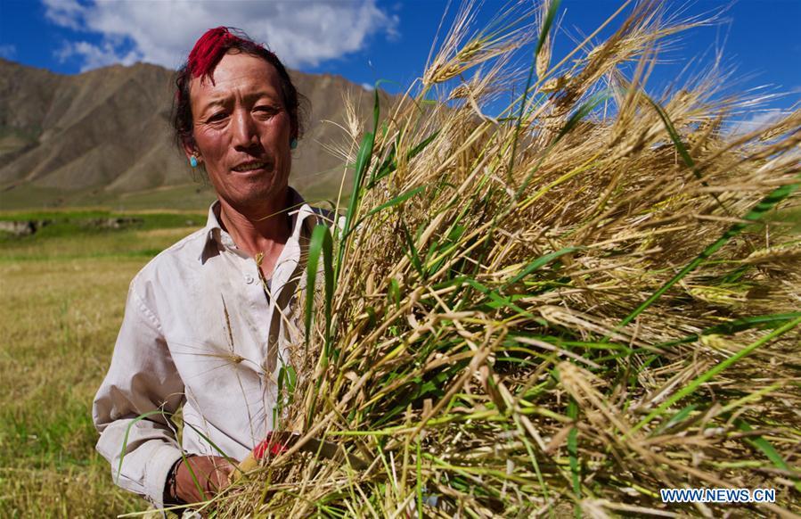 A farmer harvests highland barley in Lhaze County of Xigaze, southwest China\'s Tibet Autonomous Region, Sept. 13, 2018. The highland barley in Tibet is entering harvest season. (Xinhua/Purbu Zhaxi)