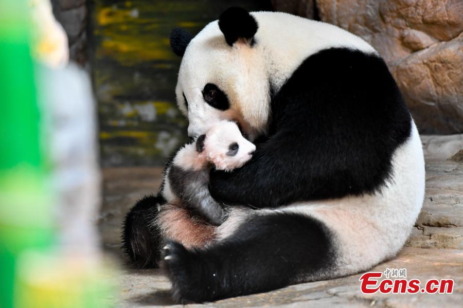 Giant panda cub Longzai makes its public debut with his mother Longlong at the Chimelong Safari Park in Guangzhou, South China’s Guangdong province on September 20, 2018. Giant panda cub Longzai was born at the park on July 12. (Photo: China News Service/ Chen Jimin)