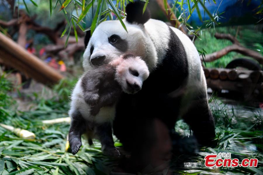 Giant panda cub Longzai makes its public debut with his mother Longlong at the Chimelong Safari Park in Guangzhou, South China’s Guangdong province on September 20, 2018. Giant panda cub Longzai was born at the park on July 12. (Photo: China News Service/ Chen Jimin)