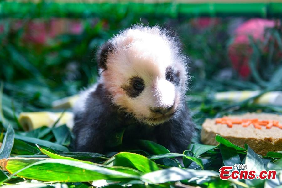 Giant panda cub Longzai makes its public debut with his mother Longlong at the Chimelong Safari Park in Guangzhou, South China’s Guangdong province on September 20, 2018. Giant panda cub Longzai was born at the park on July 12. (Photo: China News Service/ Chen Jimin)