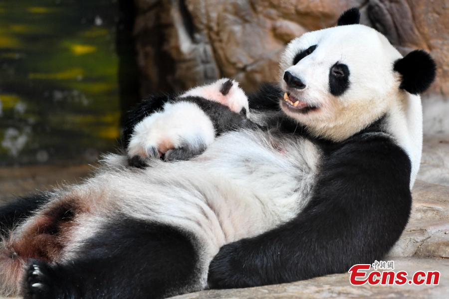 Giant panda cub Longzai makes its public debut with his mother Longlong at the Chimelong Safari Park in Guangzhou, South China’s Guangdong province on September 20, 2018. Giant panda cub Longzai was born at the park on July 12. (Photo: China News Service/ Chen Jimin)