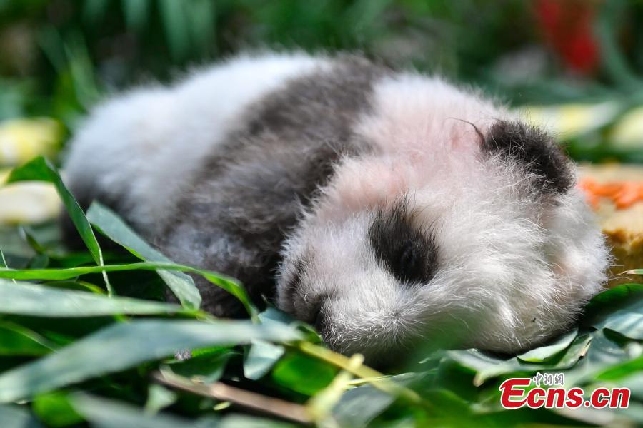Giant panda cub Longzai makes its public debut with his mother Longlong at the Chimelong Safari Park in Guangzhou, South China’s Guangdong province on September 20, 2018. Giant panda cub Longzai was born at the park on July 12. (Photo: China News Service/ Chen Jimin)