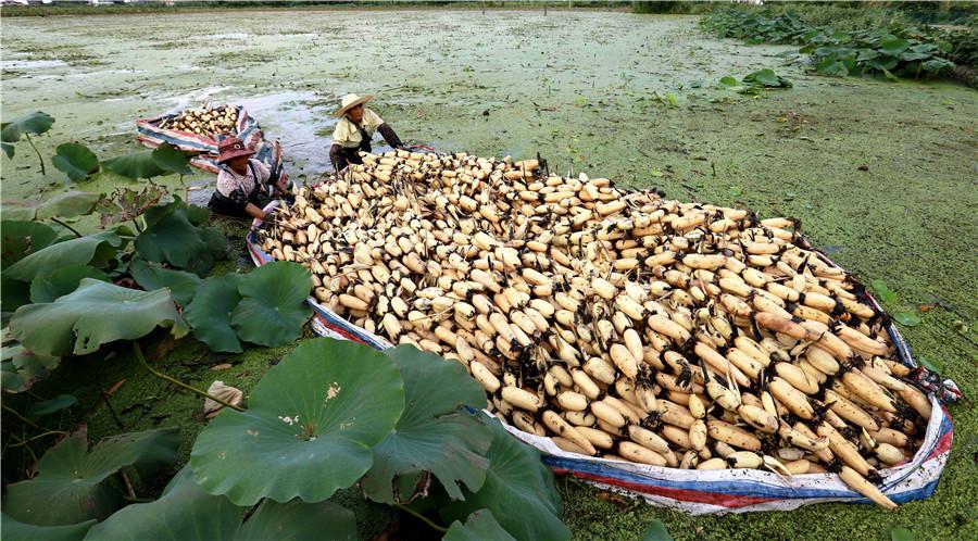 Two farmers transfer lotus roots in Duntou town in Haian, Jiangsu province on Sept 12. In early autumn, farmers in Duntou harvest nearly 66 hectares of shallow water lotus roots. (Xiang Zhonglin/For China Daily)