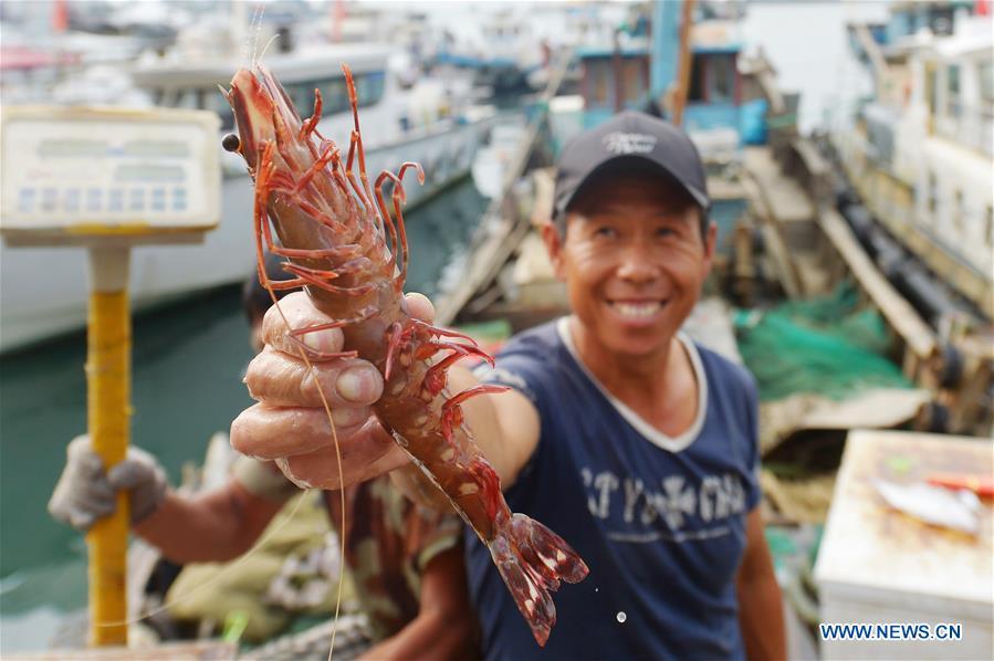A fisherman shows the newly-caught shrimp at a dock of Qingdao, east China\'s Shandong Province, Sept. 18, 2018. (Xinhua/Wang Haibin)