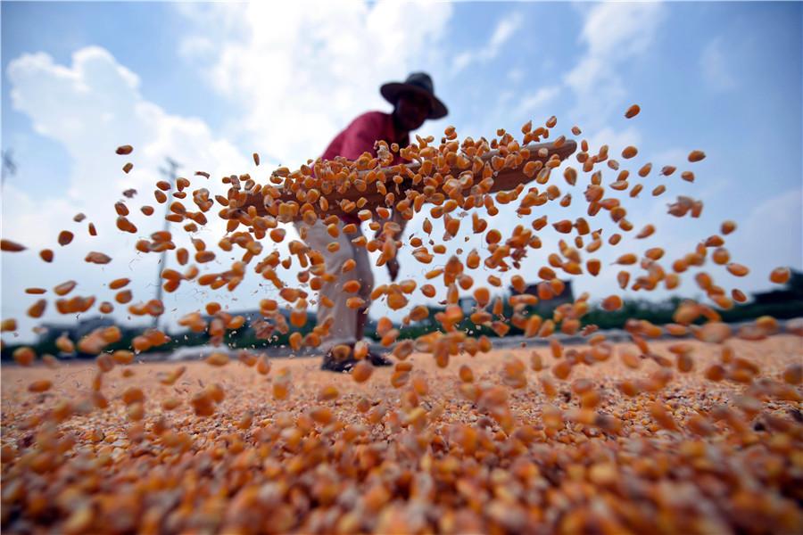A farmer in the town of Matou in Tancheng county, Shandong province weathers spring corn on Aug 30. Called the granary of south Shandong, Tancheng county hosts more than 6,600 hectares of spring corn. (Pand Dehua/For China Daily)