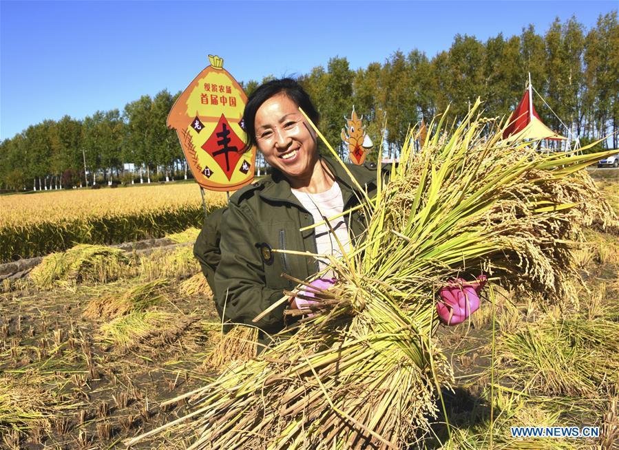 A worker holds the newly-harvested rice crops during a harvesting competition held by Suibin farm in Hegang, northeast China\'s Heilongjiang Province, Sept. 20, 2018. (Xinhua/Liu Hongjun)