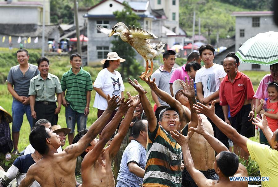 Local people catch a duck to celebrate harvest in Qinglong Village of Huayuan County, central China\'s Hunan Province, Sept. 20, 2018. (Xinhua/Long Enze)