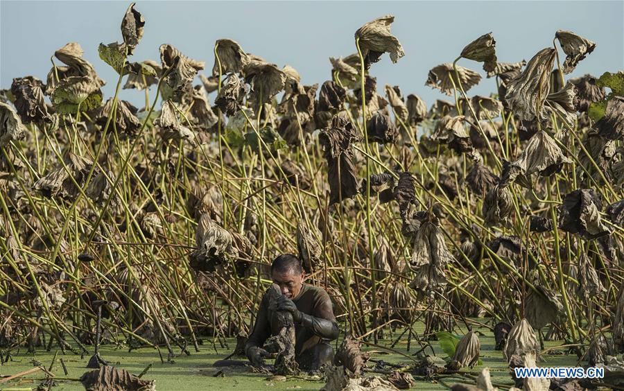 A worker digs lotus roots in Wudang Village of Jiangxia District in Wuhan, central China\'s Hubei Province, Sept. 18, 2018. In Hubei Province, this year\'s autumn harvest of lotus roots is underway. Stooping down in waist-deep ponds with feet submerged in mud, each worker holds a high-pressure water gun in one hand and grope for ripe lotus roots with another. The lotus root is one of the most widely used aquatic vegetables in Chinese cooking. The total cultivation area of lotus roots in China is estimated between 3,300 and 4,000 square kilometers, making the country the largest lotus root producer in the world. In recent years, agricultural researchers in Hubei Province have cultivated and promoted new varieties of lotus roots to offer alternatives to producers and customers. (Xinhua/Yin Gang)