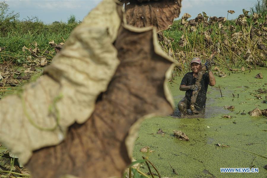 A worker digs lotus roots in Wudang Village of Jiangxia District in Wuhan, central China\'s Hubei Province, Sept. 18, 2018. In Hubei Province, this year\'s autumn harvest of lotus roots is underway. Stooping down in waist-deep ponds with feet submerged in mud, each worker holds a high-pressure water gun in one hand and grope for ripe lotus roots with another. The lotus root is one of the most widely used aquatic vegetables in Chinese cooking. The total cultivation area of lotus roots in China is estimated between 3,300 and 4,000 square kilometers, making the country the largest lotus root producer in the world. In recent years, agricultural researchers in Hubei Province have cultivated and promoted new varieties of lotus roots to offer alternatives to producers and customers. (Xinhua/Yin Gang)