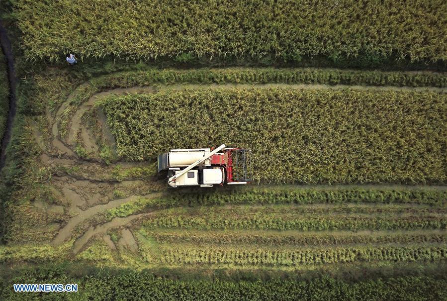 Zhou Xiaolin and Zhou Biao harvest rice in Liutian Village of Xinjian District in Nanchang, east China\'s Jiangxi Province, Sept. 21, 2018. When every harvest season for middle-season rice begins in September, Zhou Xiaolin, a rice grower, and his son Zhou Biao will always offer help to other farmers with the harvest, because few families nearby own multiple farm machineries that suffice the workload. Born in Liutian Village, Zhou Xiaolin used to be a carpenter away from home. In 2005, he returned home to take on rice growing. Two years later, Zhou Xiaolin and Zhou Biao expanded the scale of their rice growing by contracting to take over the village\'s uncultivated croplands. To meet the increasing production demand, Zhou bought the first farm machine in the village. Currently, Zhou Xiaolin and Zhou Biao have nearly 50 hectares of farmland under cultivation in the village. Altogether they own two combine harvesters, two rice transplanters and a tractor, which have made production even more efficient. An increasing number of rice growers nearby have started to use Zhou Xiaolin\'s machines and services for a reasonable price. \