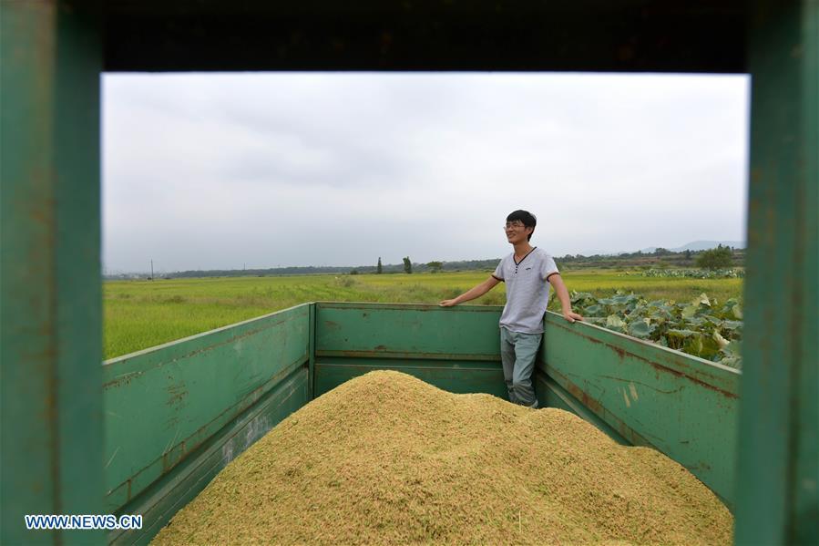 Zhou Biao takes a rest after rice harvest work in Liutian Village of Xinjian District in Nanchang, east China\'s Jiangxi Province, Sept. 21, 2018. When every harvest season for middle-season rice begins in September, Zhou Xiaolin, a rice grower, and his son Zhou Biao will always offer help to other farmers with the harvest, because few families nearby own multiple farm machineries that suffice the workload. Born in Liutian Village, Zhou Xiaolin used to be a carpenter away from home. In 2005, he returned home to take on rice growing. Two years later, Zhou Xiaolin and Zhou Biao expanded the scale of their rice growing by contracting to take over the village\'s uncultivated croplands. To meet the increasing production demand, Zhou bought the first farm machine in the village. Currently, Zhou Xiaolin and Zhou Biao have nearly 50 hectares of farmland under cultivation in the village. Altogether they own two combine harvesters, two rice transplanters and a tractor, which have made production even more efficient. An increasing number of rice growers nearby have started to use Zhou Xiaolin\'s machines and services for a reasonable price. \