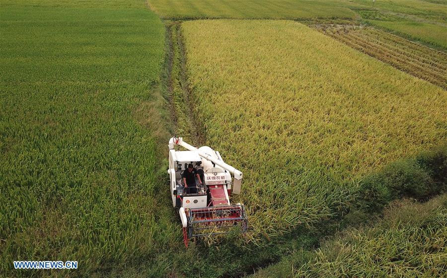 Zhou Xiaolin harvests rice in Liutian Village of Xinjian District in Nanchang, east China\'s Jiangxi Province, Sept. 21, 2018. When every harvest season for middle-season rice begins in September, Zhou Xiaolin, a rice grower, and his son Zhou Biao will always offer help to other farmers with the harvest, because few families nearby own multiple farm machineries that suffice the workload. Born in Liutian Village, Zhou Xiaolin used to be a carpenter away from home. In 2005, he returned home to take on rice growing. Two years later, Zhou Xiaolin and Zhou Biao expanded the scale of their rice growing by contracting to take over the village\'s uncultivated croplands. To meet the increasing production demand, Zhou bought the first farm machine in the village. Currently, Zhou Xiaolin and Zhou Biao have nearly 50 hectares of farmland under cultivation in the village. Altogether they own two combine harvesters, two rice transplanters and a tractor, which have made production even more efficient. An increasing number of rice growers nearby have started to use Zhou Xiaolin\'s machines and services for a reasonable price. \
