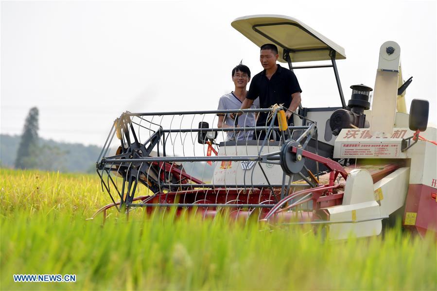 Zhou Xiaolin (R) and Zhou Biao harvest rice in Liutian Village of Xinjian District in Nanchang, east China\'s Jiangxi Province, Sept. 21, 2018. When every harvest season for middle-season rice begins in September, Zhou Xiaolin, a rice grower, and his son Zhou Biao will always offer help to other farmers with the harvest, because few families nearby own multiple farm machineries that suffice the workload. Born in Liutian Village, Zhou Xiaolin used to be a carpenter away from home. In 2005, he returned home to take on rice growing. Two years later, Zhou Xiaolin and Zhou Biao expanded the scale of their rice growing by contracting to take over the village\'s uncultivated croplands. To meet the increasing production demand, Zhou bought the first farm machine in the village. Currently, Zhou Xiaolin and Zhou Biao have nearly 50 hectares of farmland under cultivation in the village. Altogether they own two combine harvesters, two rice transplanters and a tractor, which have made production even more efficient. An increasing number of rice growers nearby have started to use Zhou Xiaolin\'s machines and services for a reasonable price. \