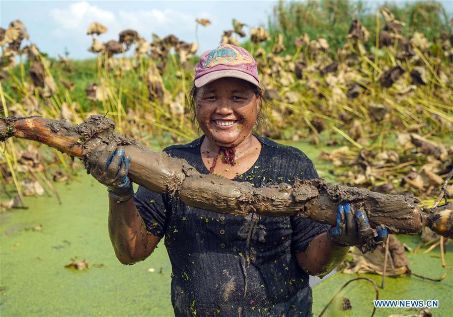 A worker shows a lotus root she dug up in Wudang Village of Jiangxia District in Wuhan, central China\'s Hubei Province, Sept. 18, 2018. In Hubei Province, this year\'s autumn harvest of lotus roots is underway. Stooping down in waist-deep ponds with feet submerged in mud, each worker holds a high-pressure water gun in one hand and grope for ripe lotus roots with another. The lotus root is one of the most widely used aquatic vegetables in Chinese cooking. The total cultivation area of lotus roots in China is estimated between 3,300 and 4,000 square kilometers, making the country the largest lotus root producer in the world. In recent years, agricultural researchers in Hubei Province have cultivated and promoted new varieties of lotus roots to offer alternatives to producers and customers. (Xinhua/Yin Gang)
