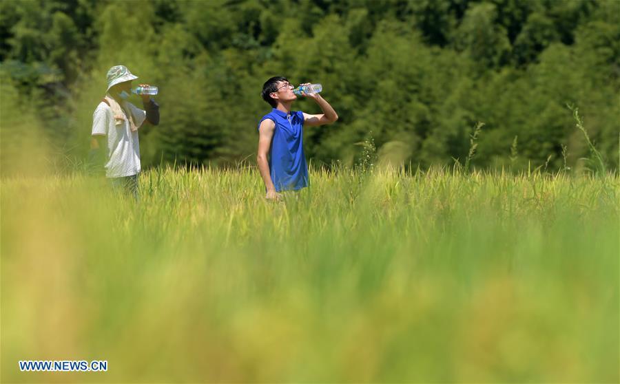 Zhou Biao (R) and a local farmer take a rest during rice harvest in Shengmi Township of Xinjian District in Nanchang, east China\'s Jiangxi Province, Sept. 20, 2018. When every harvest season for middle-season rice begins in September, Zhou Xiaolin, a rice grower, and his son Zhou Biao will always offer help to other farmers with the harvest, because few families nearby own multiple farm machineries that suffice the workload. Born in Liutian Village, Zhou Xiaolin used to be a carpenter away from home. In 2005, he returned home to take on rice growing. Two years later, Zhou Xiaolin and Zhou Biao expanded the scale of their rice growing by contracting to take over the village\'s uncultivated croplands. To meet the increasing production demand, Zhou bought the first farm machine in the village. Currently, Zhou Xiaolin and Zhou Biao have nearly 50 hectares of farmland under cultivation in the village. Altogether they own two combine harvesters, two rice transplanters and a tractor, which have made production even more efficient. An increasing number of rice growers nearby have started to use Zhou Xiaolin\'s machines and services for a reasonable price. \