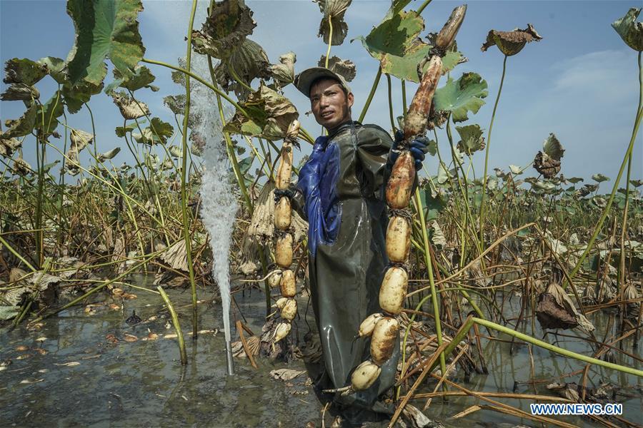 A worker shows lotus roots he dug up in Lihua Village of Chenhu Township in Hanchuan, central China\'s Hubei Province, Sept. 19, 2018. In Hubei Province, this year\'s autumn harvest of lotus roots is underway. Stooping down in waist-deep ponds with feet submerged in mud, each worker holds a high-pressure water gun in one hand and grope for ripe lotus roots with another. The lotus root is one of the most widely used aquatic vegetables in Chinese cooking. The total cultivation area of lotus roots in China is estimated between 3,300 and 4,000 square kilometers, making the country the largest lotus root producer in the world. In recent years, agricultural researchers in Hubei Province have cultivated and promoted new varieties of lotus roots to offer alternatives to producers and customers. (Xinhua/Yin Gang)