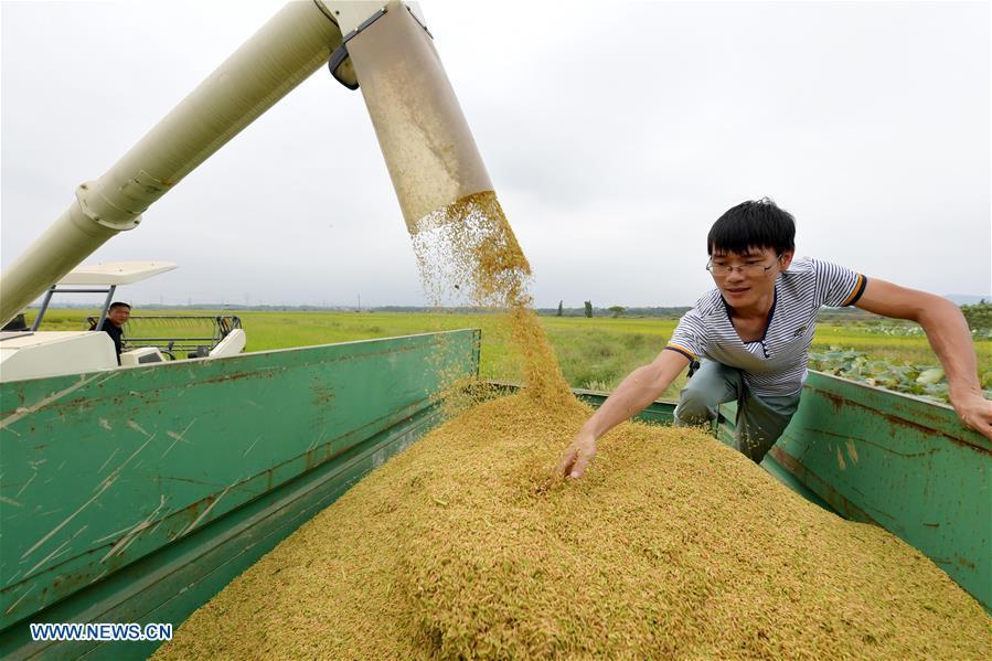 Zhou Xiaolin (L) and Zhou Biao load harvested rice in Liutian Village of Xinjian District in Nanchang, east China\'s Jiangxi Province, Sept. 21, 2018. When every harvest season for middle-season rice begins in September, Zhou Xiaolin, a rice grower, and his son Zhou Biao will always offer help to other farmers with the harvest, because few families nearby own multiple farm machineries that suffice the workload. Born in Liutian Village, Zhou Xiaolin used to be a carpenter away from home. In 2005, he returned home to take on rice growing. Two years later, Zhou Xiaolin and Zhou Biao expanded the scale of their rice growing by contracting to take over the village\'s uncultivated croplands. To meet the increasing production demand, Zhou bought the first farm machine in the village. Currently, Zhou Xiaolin and Zhou Biao have nearly 50 hectares of farmland under cultivation in the village. Altogether they own two combine harvesters, two rice transplanters and a tractor, which have made production even more efficient. An increasing number of rice growers nearby have started to use Zhou Xiaolin\'s machines and services for a reasonable price. \
