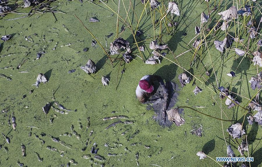 In this aerial photo taken on Sept. 18, 2018, a worker digs lotus roots in Wudang Village of Jiangxia District in Wuhan, central China\'s Hubei Province. In Hubei Province, this year\'s autumn harvest of lotus roots is underway. Stooping down in waist-deep ponds with feet submerged in mud, each worker holds a high-pressure water gun in one hand and grope for ripe lotus roots with another. The lotus root is one of the most widely used aquatic vegetables in Chinese cooking. The total cultivation area of lotus roots in China is estimated between 3,300 and 4,000 square kilometers, making the country the largest lotus root producer in the world. In recent years, agricultural researchers in Hubei Province have cultivated and promoted new varieties of lotus roots to offer alternatives to producers and customers. (Xinhua/Yin Gang)