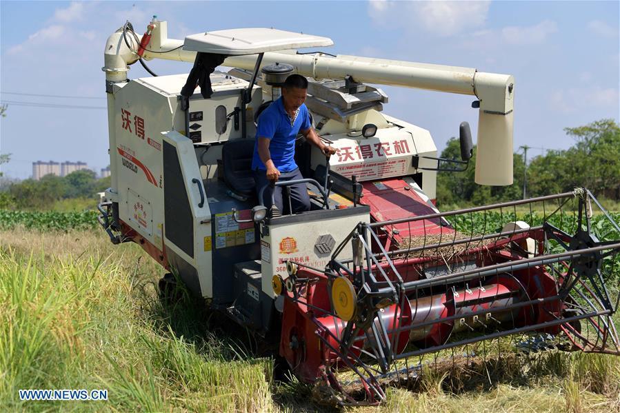 Zhou Xiaolin drives his combine harvester over a slope in a rice paddy in Shengmi Township of Xinjian District in Nanchang, east China\'s Jiangxi Province, Sept. 20, 2018. When every harvest season for middle-season rice begins in September, Zhou Xiaolin, a rice grower, and his son Zhou Biao will always offer help to other farmers with the harvest, because few families nearby own multiple farm machineries that suffice the workload. Born in Liutian Village, Zhou Xiaolin used to be a carpenter away from home. In 2005, he returned home to take on rice growing. Two years later, Zhou Xiaolin and Zhou Biao expanded the scale of their rice growing by contracting to take over the village\'s uncultivated croplands. To meet the increasing production demand, Zhou bought the first farm machine in the village. Currently, Zhou Xiaolin and Zhou Biao have nearly 50 hectares of farmland under cultivation in the village. Altogether they own two combine harvesters, two rice transplanters and a tractor, which have made production even more efficient. An increasing number of rice growers nearby have started to use Zhou Xiaolin\'s machines and services for a reasonable price. \