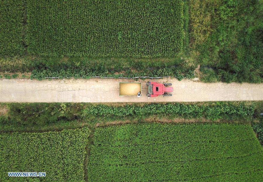 Zhou Xiaolin and Zhou Biao carry harvested middle-season rice back to their granary in Liutian Village of Xinjian District in Nanchang, east China\'s Jiangxi Province, Sept. 21, 2018. When every harvest season for middle-season rice begins in September, Zhou Xiaolin, a rice grower, and his son Zhou Biao will always offer help to other farmers with the harvest, because few families nearby own multiple farm machineries that suffice the workload. Born in Liutian Village, Zhou Xiaolin used to be a carpenter away from home. In 2005, he returned home to take on rice growing. Two years later, Zhou Xiaolin and Zhou Biao expanded the scale of their rice growing by contracting to take over the village\'s uncultivated croplands. To meet the increasing production demand, Zhou bought the first farm machine in the village. Currently, Zhou Xiaolin and Zhou Biao have nearly 50 hectares of farmland under cultivation in the village. Altogether they own two combine harvesters, two rice transplanters and a tractor, which have made production even more efficient. An increasing number of rice growers nearby have started to use Zhou Xiaolin\'s machines and services for a reasonable price. \