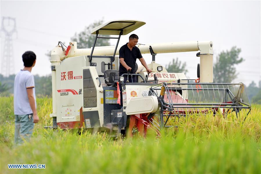 Zhou Xiaolin (R) and Zhou Biao harvest middle-season rice in Liutian Village of Xinjian District in Nanchang, east China\'s Jiangxi Province, Sept. 21, 2018. When every harvest season for middle-season rice begins in September, Zhou Xiaolin, a rice grower, and his son Zhou Biao will always offer help to other farmers with the harvest, because few families nearby own multiple farm machineries that suffice the workload. Born in Liutian Village, Zhou Xiaolin used to be a carpenter away from home. In 2005, he returned home to take on rice growing. Two years later, Zhou Xiaolin and Zhou Biao expanded the scale of their rice growing by contracting to take over the village\'s uncultivated croplands. To meet the increasing production demand, Zhou bought the first farm machine in the village. Currently, Zhou Xiaolin and Zhou Biao have nearly 50 hectares of farmland under cultivation in the village. Altogether they own two combine harvesters, two rice transplanters and a tractor, which have made production even more efficient. An increasing number of rice growers nearby have started to use Zhou Xiaolin\'s machines and services for a reasonable price. \