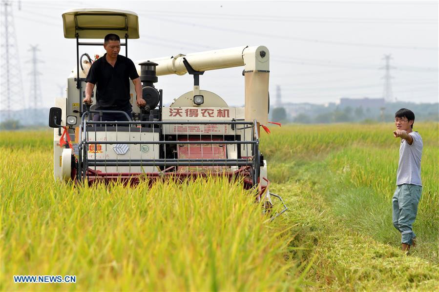 Zhou Xiaolin (L) and Zhou Biao harvest rice in Liutian Village of Xinjian District in Nanchang, east China\'s Jiangxi Province, Sept. 21, 2018. When every harvest season for middle-season rice begins in September, Zhou Xiaolin, a rice grower, and his son Zhou Biao will always offer help to other farmers with the harvest, because few families nearby own multiple farm machineries that suffice the workload. Born in Liutian Village, Zhou Xiaolin used to be a carpenter away from home. In 2005, he returned home to take on rice growing. Two years later, Zhou Xiaolin and Zhou Biao expanded the scale of their rice growing by contracting to take over the village\'s uncultivated croplands. To meet the increasing production demand, Zhou bought the first farm machine in the village. Currently, Zhou Xiaolin and Zhou Biao have nearly 50 hectares of farmland under cultivation in the village. Altogether they own two combine harvesters, two rice transplanters and a tractor, which have made production even more efficient. An increasing number of rice growers nearby have started to use Zhou Xiaolin\'s machines and services for a reasonable price. \