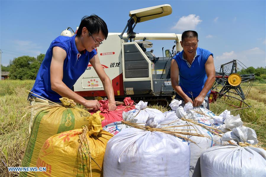 Zhou Xiaolin (R) and Zhou Biao help local farmers harvest rice in Shengmi Township of Xinjian District in Nanchang, east China\'s Jiangxi Province, Sept. 20, 2018. When every harvest season for middle-season rice begins in September, Zhou Xiaolin, a rice grower, and his son Zhou Biao will always offer help to other farmers with the harvest, because few families nearby own multiple farm machineries that suffice the workload. Born in Liutian Village, Zhou Xiaolin used to be a carpenter away from home. In 2005, he returned home to take on rice growing. Two years later, Zhou Xiaolin and Zhou Biao expanded the scale of their rice growing by contracting to take over the village\'s uncultivated croplands. To meet the increasing production demand, Zhou bought the first farm machine in the village. Currently, Zhou Xiaolin and Zhou Biao have nearly 50 hectares of farmland under cultivation in the village. Altogether they own two combine harvesters, two rice transplanters and a tractor, which have made production even more efficient. An increasing number of rice growers nearby have started to use Zhou Xiaolin\'s machines and services for a reasonable price. \