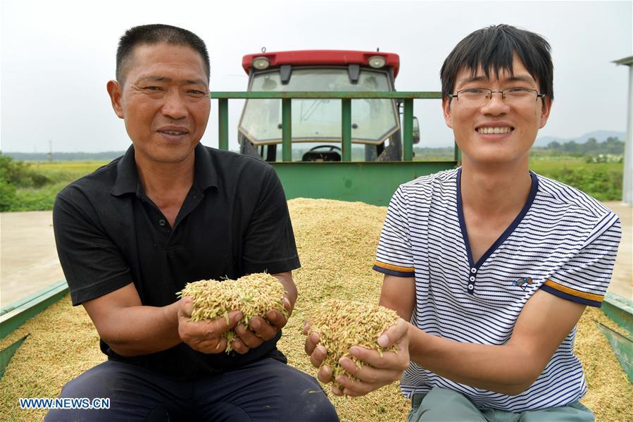 Zhou Xiaolin (L) and Zhou Biao shows harvested middle-season rice in Liutian Village of Xinjian District in Nanchang, east China\'s Jiangxi Province, Sept. 21, 2018. When every harvest season for middle-season rice begins in September, Zhou Xiaolin, a rice grower, and his son Zhou Biao will always offer help to other farmers with the harvest, because few families nearby own multiple farm machineries that suffice the workload. Born in Liutian Village, Zhou Xiaolin used to be a carpenter away from home. In 2005, he returned home to take on rice growing. Two years later, Zhou Xiaolin and Zhou Biao expanded the scale of their rice growing by contracting to take over the village\'s uncultivated croplands. To meet the increasing production demand, Zhou bought the first farm machine in the village. Currently, Zhou Xiaolin and Zhou Biao have nearly 50 hectares of farmland under cultivation in the village. Altogether they own two combine harvesters, two rice transplanters and a tractor, which have made production even more efficient. An increasing number of rice growers nearby have started to use Zhou Xiaolin\'s machines and services for a reasonable price. \