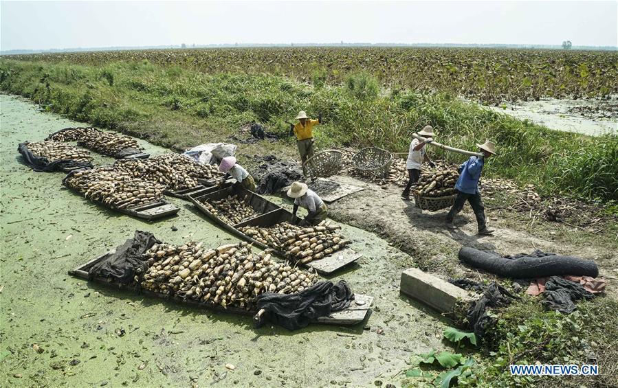 Workers carry harvested lotus roots in Chenhu Township of Hanchuan, central China\'s Hubei Province, Sept. 19, 2018. In Hubei Province, this year\'s autumn harvest of lotus roots is underway. Stooping down in waist-deep ponds with feet submerged in mud, each worker holds a high-pressure water gun in one hand and grope for ripe lotus roots with another. The lotus root is one of the most widely used aquatic vegetables in Chinese cooking. The total cultivation area of lotus roots in China is estimated between 3,300 and 4,000 square kilometers, making the country the largest lotus root producer in the world. In recent years, agricultural researchers in Hubei Province have cultivated and promoted new varieties of lotus roots to offer alternatives to producers and customers. (Xinhua/Yin Gang)