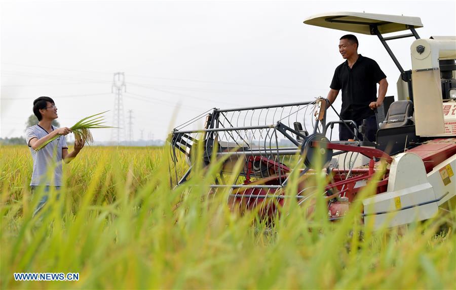 Zhou Biao (L) shows ripe rice crops to Zhou Xiaolin in Liutian Village of Xinjian District in Nanchang, east China\'s Jiangxi Province, Sept. 21, 2018. When every harvest season for middle-season rice begins in September, Zhou Xiaolin, a rice grower, and his son Zhou Biao will always offer help to other farmers with the harvest, because few families nearby own multiple farm machineries that suffice the workload. Born in Liutian Village, Zhou Xiaolin used to be a carpenter away from home. In 2005, he returned home to take on rice growing. Two years later, Zhou Xiaolin and Zhou Biao expanded the scale of their rice growing by contracting to take over the village\'s uncultivated croplands. To meet the increasing production demand, Zhou bought the first farm machine in the village. Currently, Zhou Xiaolin and Zhou Biao have nearly 50 hectares of farmland under cultivation in the village. Altogether they own two combine harvesters, two rice transplanters and a tractor, which have made production even more efficient. An increasing number of rice growers nearby have started to use Zhou Xiaolin\'s machines and services for a reasonable price. \