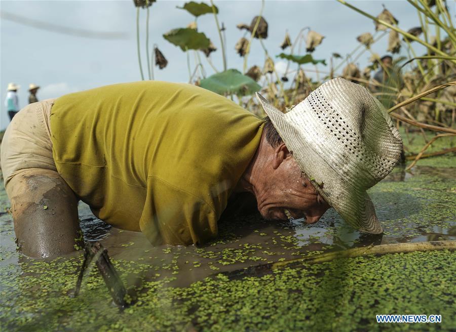 A worker digs lotus roots in Wudang Village of Jiangxia District in Wuhan, central China\'s Hubei Province, Sept. 18, 2018. In Hubei Province, this year\'s autumn harvest of lotus roots is underway. Stooping down in waist-deep ponds with feet submerged in mud, each worker holds a high-pressure water gun in one hand and grope for ripe lotus roots with another. The lotus root is one of the most widely used aquatic vegetables in Chinese cooking. The total cultivation area of lotus roots in China is estimated between 3,300 and 4,000 square kilometers, making the country the largest lotus root producer in the world. In recent years, agricultural researchers in Hubei Province have cultivated and promoted new varieties of lotus roots to offer alternatives to producers and customers. (Xinhua/Yin Gang)