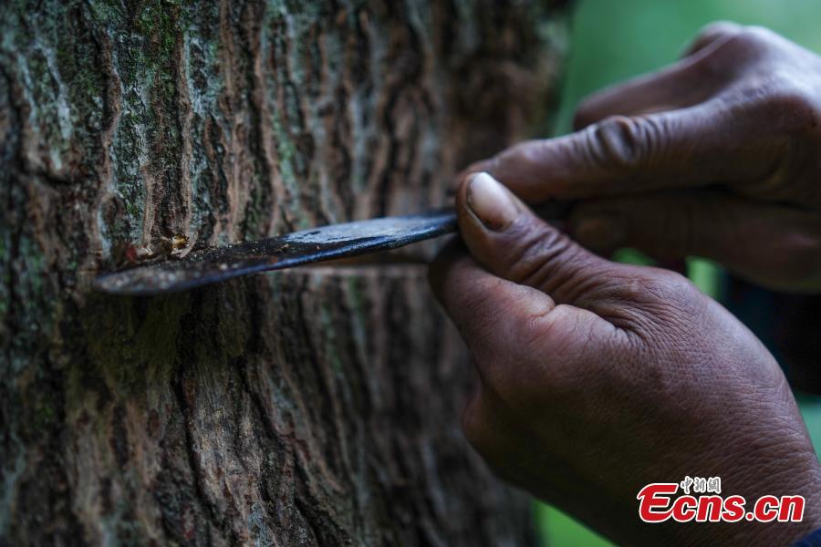 Hu Wenxun, 58, cuts open a tree to take sap, which is used to make a durable coating called lacquer, in Dafang County, Southwest China’s Guizhou Province, Sept. 23, 2018. The period from early summer to late autumn each year is said to be the best time to reap lacquer in the mountainous county, which has seen a rapid increase in online sales of the product. (Photo: China News Service/He Junyi)