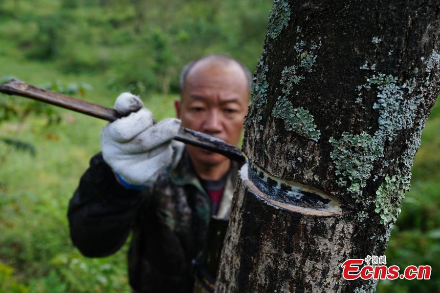 A man cuts open a tree to take sap, which is used to make a durable coating called lacquer, in Dafang County, Southwest China’s Guizhou Province, Sept. 22, 2018. The period from early summer to late autumn each year is said to be the best time to reap lacquer in the mountainous county, which has seen a rapid increase in online sales of the product. (Photo: China News Service/He Junyi)