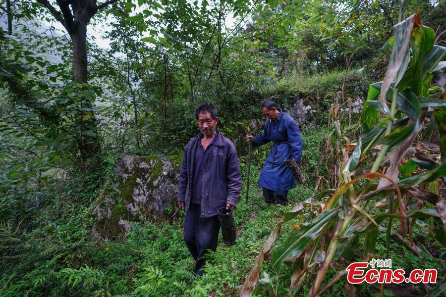 Hu Wenxun and his brother Hu Wenshun reap lacquer in Dafang County, Southwest China’s Guizhou Province, Sept. 23, 2018. The period from early summer to late autumn each year is said to be the best time to reap lacquer in the mountainous county, which has seen a rapid increase in online sales of the product. (Photo: China News Service/He Junyi)