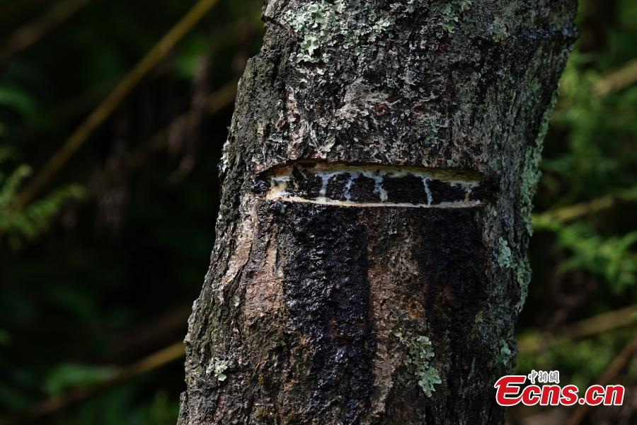 A man cuts open a tree to take sap, which is used to make a durable coating called lacquer, in Dafang County, Southwest China’s Guizhou Province, Sept. 22, 2018. The period from early summer to late autumn each year is said to be the best time to reap lacquer in the mountainous county, which has seen a rapid increase in online sales of the product. (Photo: China News Service/He Junyi)