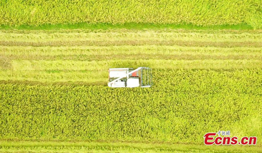 A drone photo shows rice harvesting in a field in Taihe County, East China’s Jiangxi Province, Sept. 25, 2018. The county is one of China’s commodity grain bases. (Photo: China News Service/Sima Tianmin)