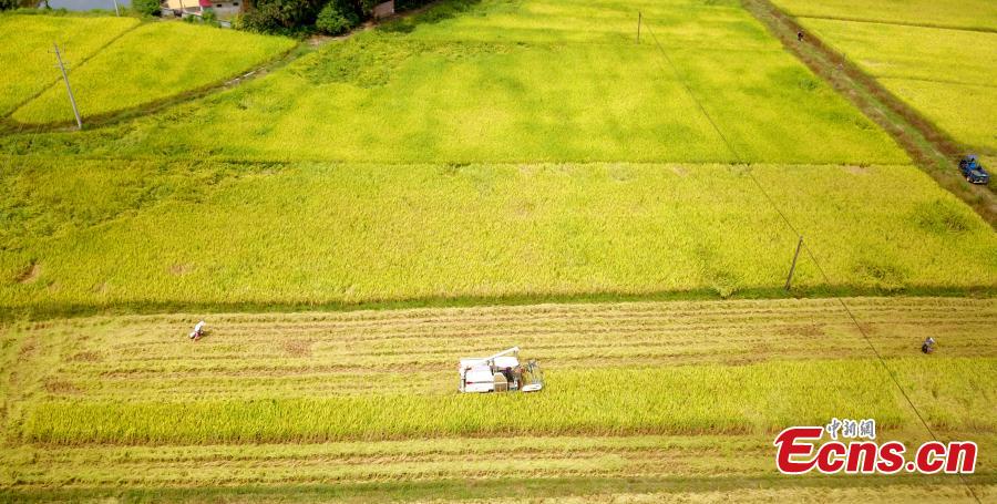 A drone photo shows rice harvesting in a field in Taihe County, East China’s Jiangxi Province, Sept. 25, 2018. The county is one of China’s commodity grain bases. (Photo: China News Service/Sima Tianmin)