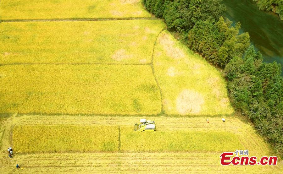 A drone photo shows rice harvesting in a field in Taihe County, East China’s Jiangxi Province, Sept. 25, 2018. The county is one of China’s commodity grain bases. (Photo: China News Service/Sima Tianmin)
