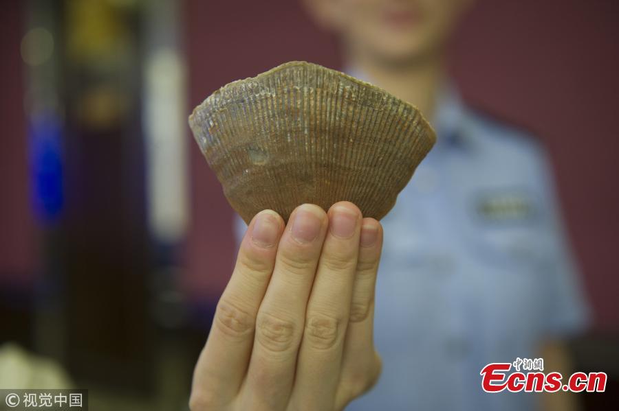 Photo taken on Sept. 26, 2018 shows a Guangzhou Customs press conference to announce a major success in busting the smuggling of endangered animals and plants, the largest case in the city. From July to August, Guangzhou Customs seized 7.26 tons of pangolin scales, which means about 120,000 to 180,000 pangolins were slaughtered. The scales sold for 340 yuan ($49) per kilogram in Africa and 5,600 yuan per kilogram in China. (Photo/VCG)